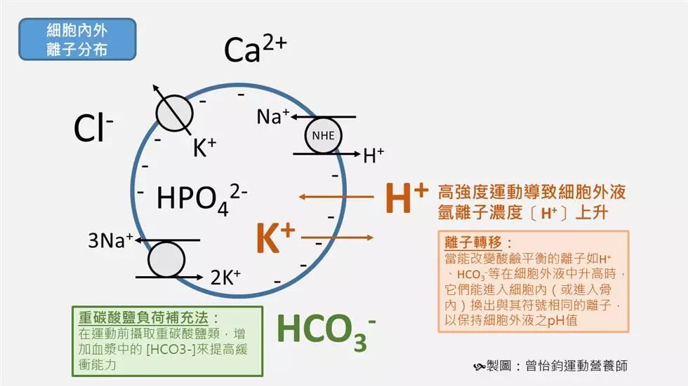 重碳酸盐负荷补充法与小苏打运动增补剂调配